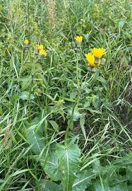 Attēlu rezultāti vaicājumam “Sonchus arvensis subsp. uliginosus flower”
