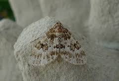 Attēlu rezultāti vaicājumam “Electrophaes corylata”