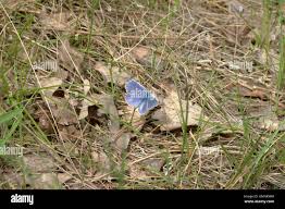 Attēlu rezultāti vaicājumam “Agrodiaetus damon underside”