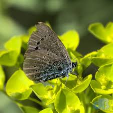 Attēlu rezultāti vaicājumam “Cyaniris semiargus underside”