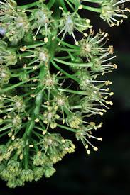 Attēlu rezultāti vaicājumam “Acer pseudoplatanus fo. purpurascens flower”