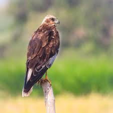 Attēlu rezultāti vaicājumam “Circus aeruginosus”