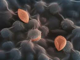 Attēlu rezultāti vaicājumam “Lamproderma pseudomaculatum spores”