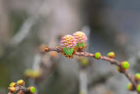 Attēlu rezultāti vaicājumam “Larix decidua flower”