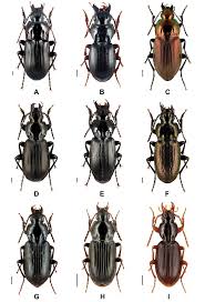 Attēlu rezultāti vaicājumam “Pterostichus aterrimus”