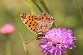 Attēlu rezultāti vaicājumam “Issoria lathonia upperside”