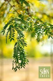 Attēlu rezultāti vaicājumam “Gleditsia triacanthos leaf”