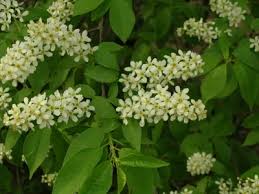 Attēlu rezultāti vaicājumam “Prunus padus var. roseiflora”