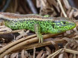 Attēlu rezultāti vaicājumam “Lacerta agilis male”
