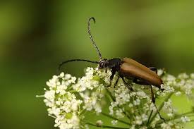 Attēlu rezultāti vaicājumam “Leptura rubra”