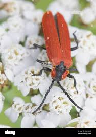 Attēlu rezultāti vaicājumam “Lygistopterus sanguineus”