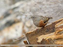 Image result for Prunella collaris