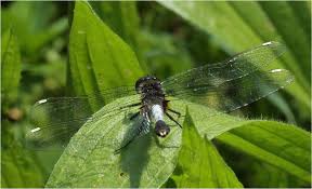 Attēlu rezultāti vaicājumam “Leucorrhinia caudalis male”