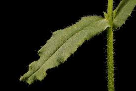 Attēlu rezultāti vaicājumam “Anchusa arvensis leaf”