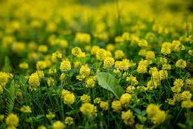 Attēlu rezultāti vaicājumam “Trifolium dubium leaf”