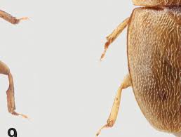 Attēlu rezultāti vaicājumam “Epuraea sp.”