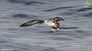 Image result for Puffinus gravis