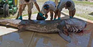 Image result for Cetorhinus maximus