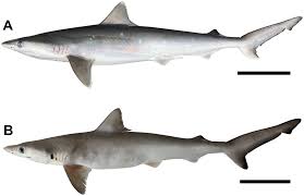 Image result for Rhizoprionodon terraenovae