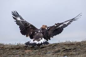 Attēlu rezultāti vaicājumam “Aquila chrysaetos adult”