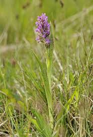 Attēlu rezultāti vaicājumam “Dactylorhiza cruenta”