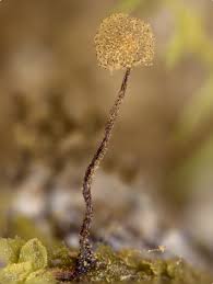 Attēlu rezultāti vaicājumam “Cribraria intricata”