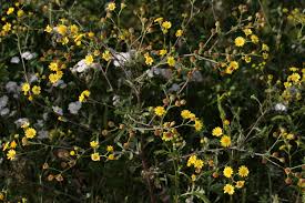 Attēlu rezultāti vaicājumam “Jacobaea paludosa flower”