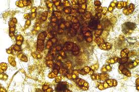 Attēlu rezultāti vaicājumam “Didymodon fallax var. brevifolius”