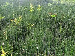 Attēlu rezultāti vaicājumam “Equisetum variegatum”