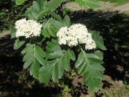 Attēlu rezultāti vaicājumam “Sorbus hybrida”