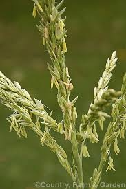 Attēlu rezultāti vaicājumam “Zea mays female flower”