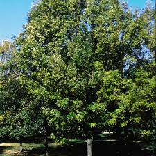 Attēlu rezultāti vaicājumam “Fraxinus pennsylvanica”