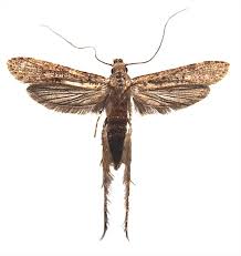 Attēlu rezultāti vaicājumam “Tineidae”