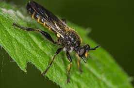 Attēlu rezultāti vaicājumam “Choerades sp.”