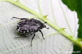 Attēlu rezultāti vaicājumam “Oxythyrea funesta imago”