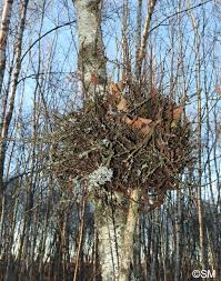 Attēlu rezultāti vaicājumam “Taphrina betulina”