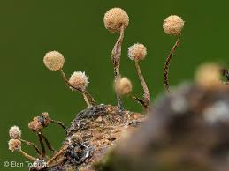 Attēlu rezultāti vaicājumam “Physarum penetrale spores”