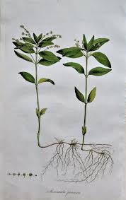 Attēlu rezultāti vaicājumam “Mercurialis perennis leaf”