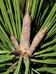 Attēlu rezultāti vaicājumam “Pinus ponderosa”