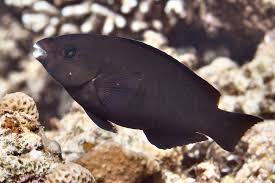 Image result for Scarus fuscopurpureus