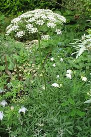 Attēlu rezultāti vaicājumam “Laserpitium latifolium leaf”