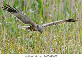 Attēlu rezultāti vaicājumam “Circus aeruginosus adult”