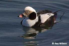 Attēlu rezultāti vaicājumam “Clangula hyemalis male”