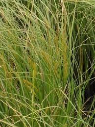 Attēlu rezultāti vaicājumam “Carex rostrata”