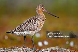 Attēlu rezultāti vaicājumam “Limosa lapponica”