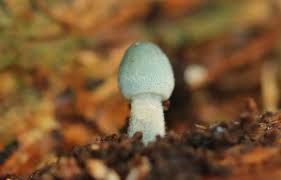 Attēlu rezultāti vaicājumam “Fuligo cinerea macro”