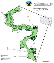 Attēlu rezultāti vaicājumam “Charissa ambiguata”