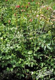 Attēlu rezultāti vaicājumam “Poterium sanguisorba flower”
