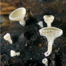 Attēlu rezultāti vaicājumam “Lachnum corticale”