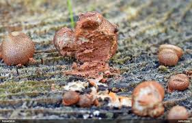 Attēlu rezultāti vaicājumam “Lycogala fuscoolearium macro”